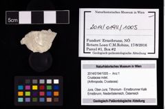 Foto (Objekt + Etikett) von Crustacea indet.  (NHMW-GEO-2014-0194-1005)